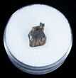 Armored Ankylosaur Tooth - Two Medicine Formation #3879-1